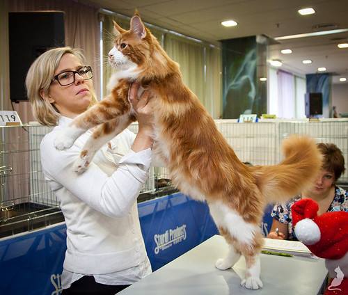 Wind in Willows cattery photo