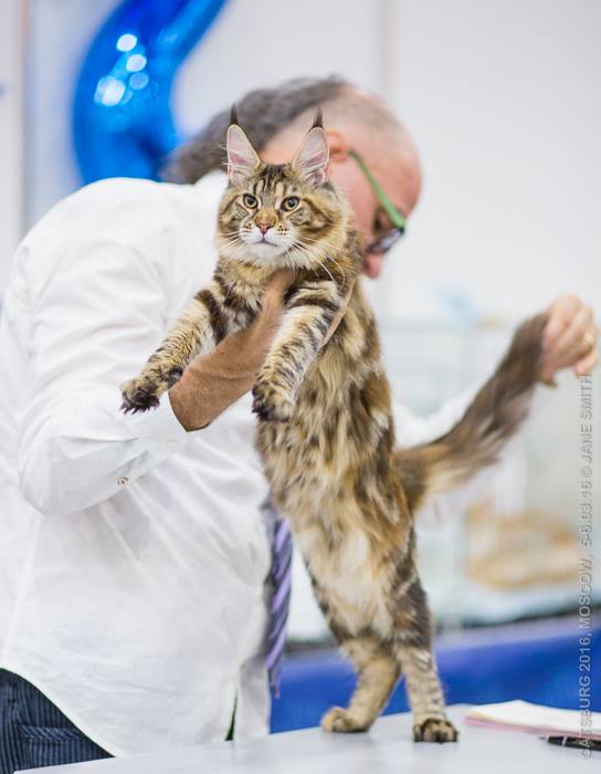 Wind in Willows cattery photo