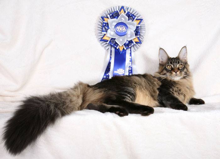 Wind in Willows cattery photo