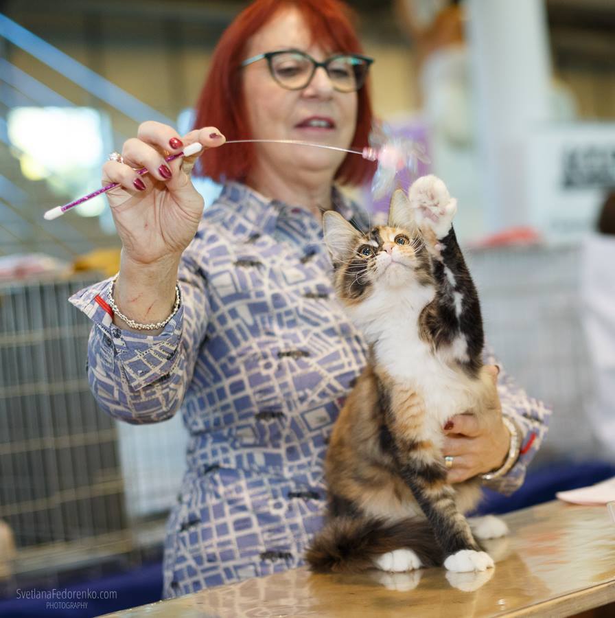 Wind in Willows cattery photo