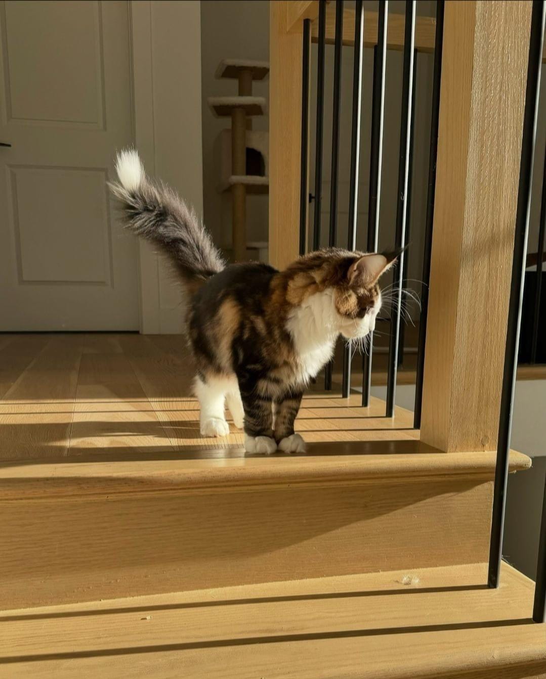 Family with their Wind in Willows Maine Coon kitten